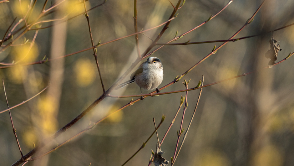 AlterRhein_Frühling_LukasHämmerle (2)