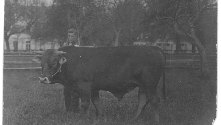 32 fk Stier mit jungem Mann