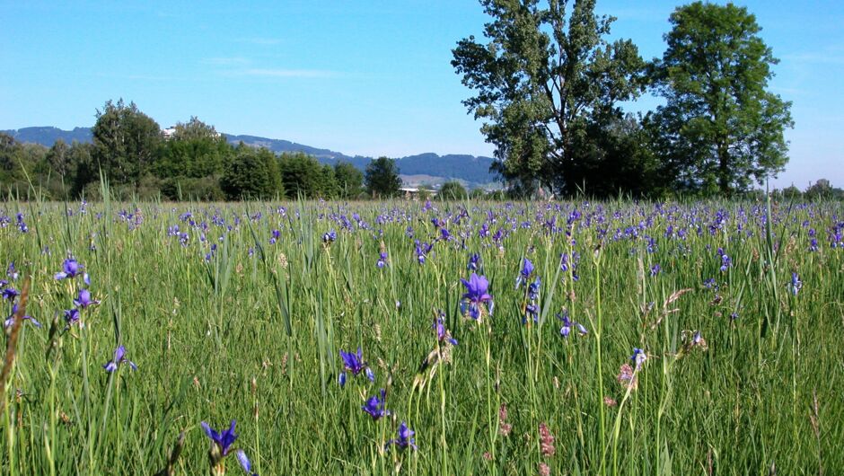 Gsieg - Obere Mähder