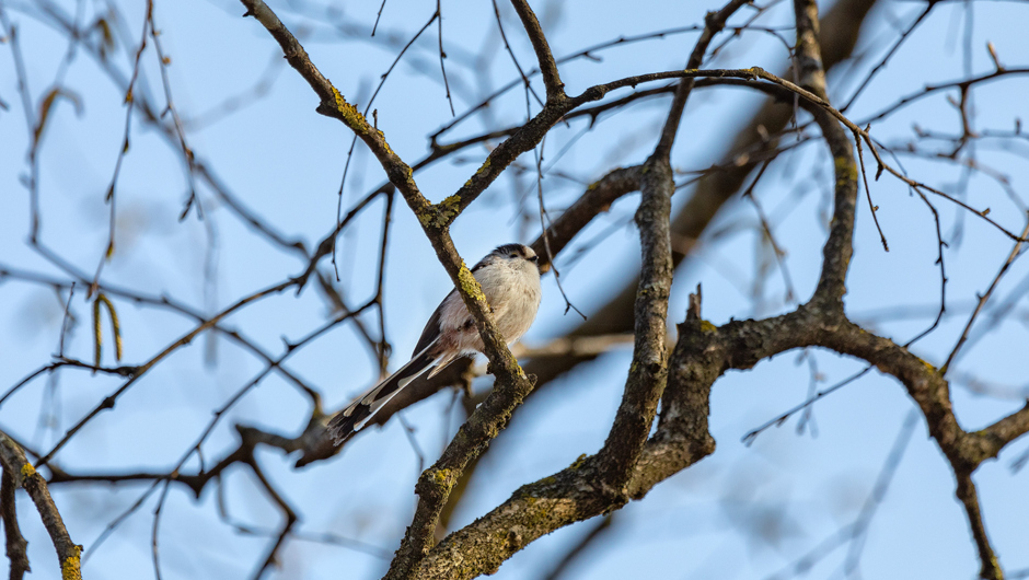 AlterRhein_Frühling_LukasHämmerle (3)