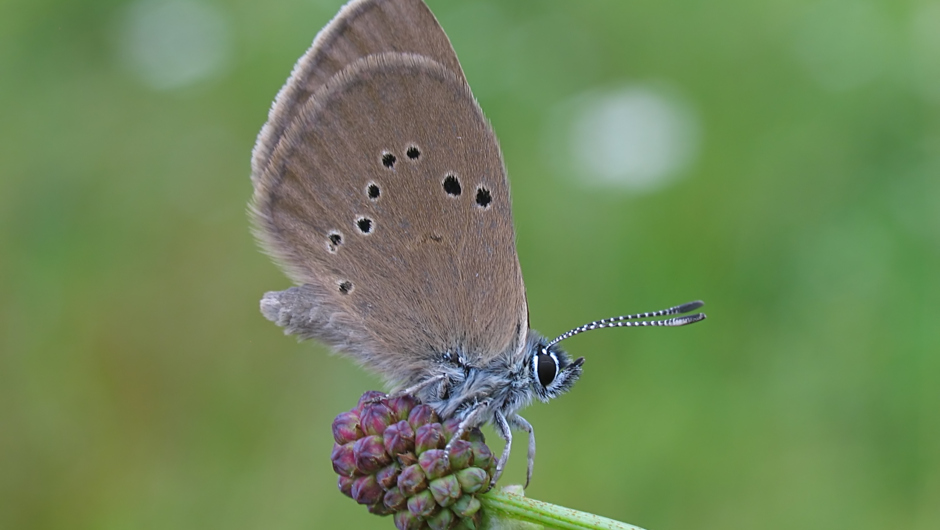 Heller Wiesenknopf-Ameisenbläuling panthermedia_00657722