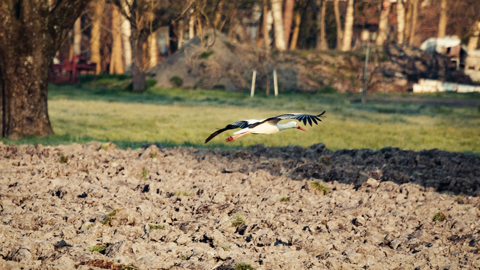 Auer Ried Tiere_©Lukas Hämmerle (2)