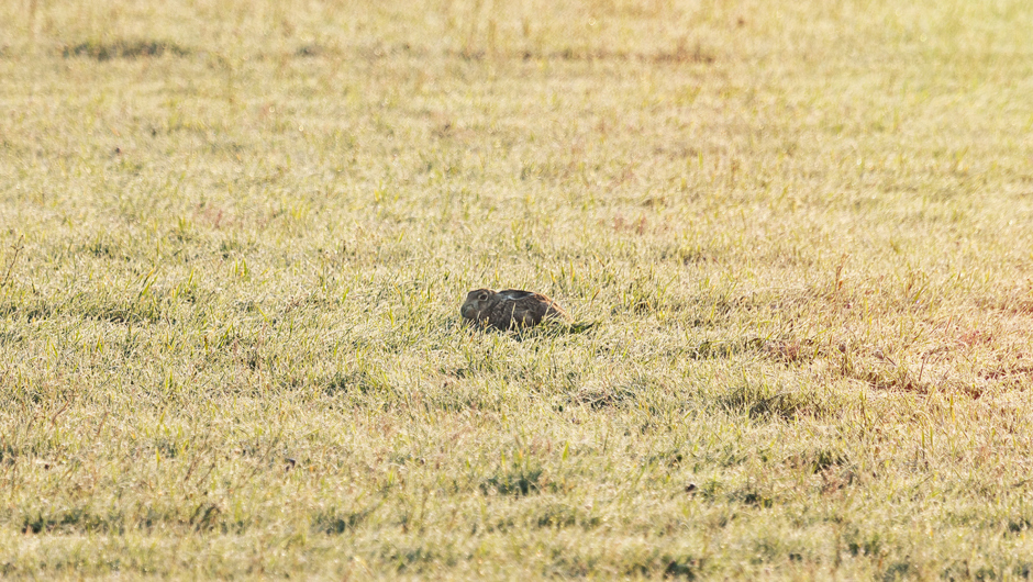 Auer Ried Tiere_©Lukas Hämmerle (3)