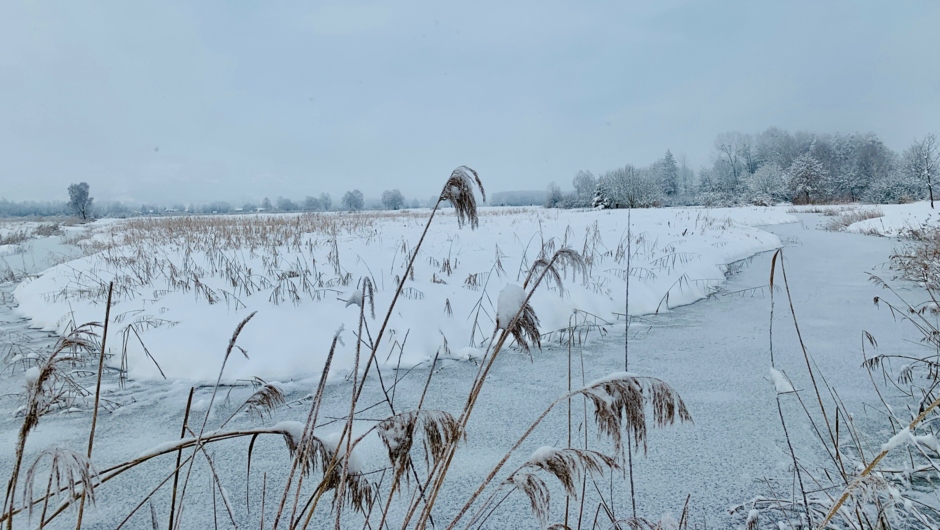 Auer Ried Biotop 03