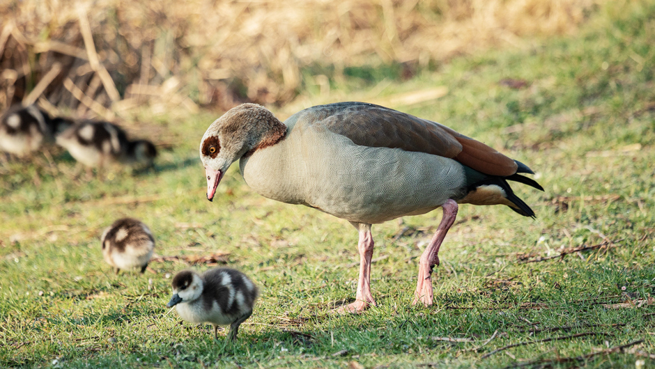 AlterRhein_Nilgänse_Frühling_LukasHämmerle (2)