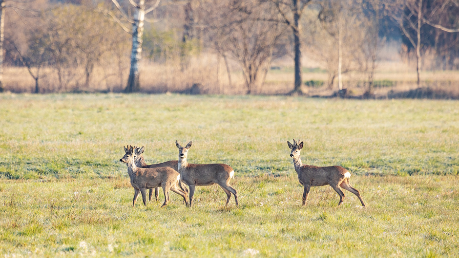 Auer Ried Tiere_©Lukas Hämmerle (8)