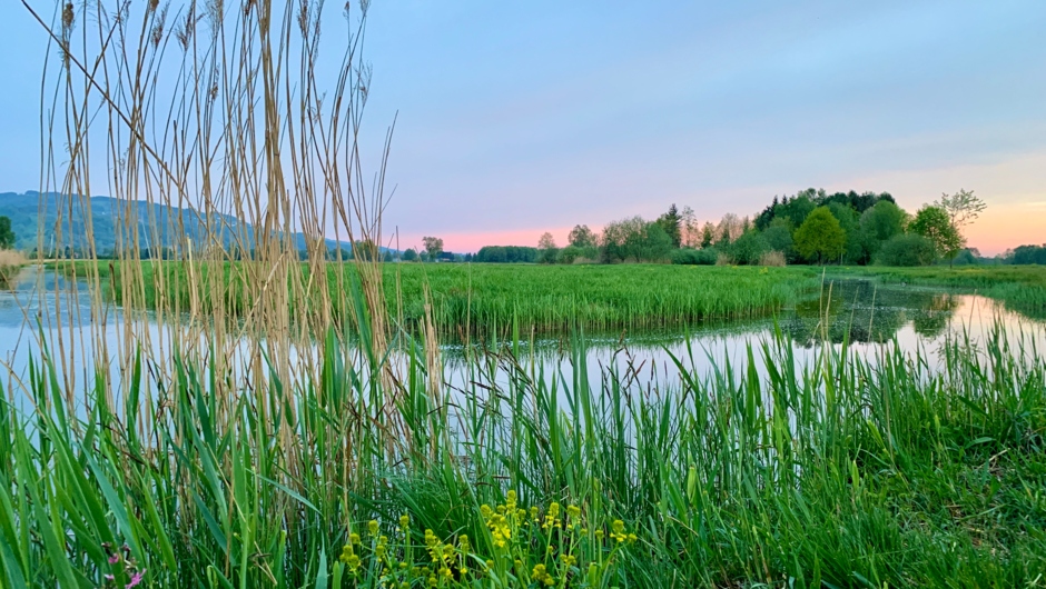 Auer Ried_Biotop
