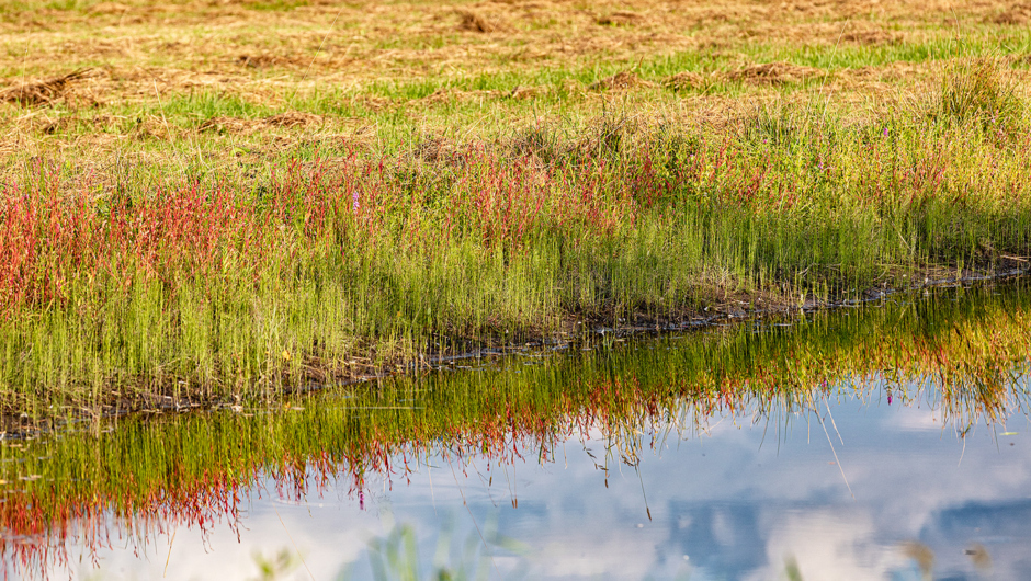 Spaziergäng Auer Ried_©Lukas Hämmerle (22) Spaziergäng Auer Ried_©Lukas Hämmerle (22)