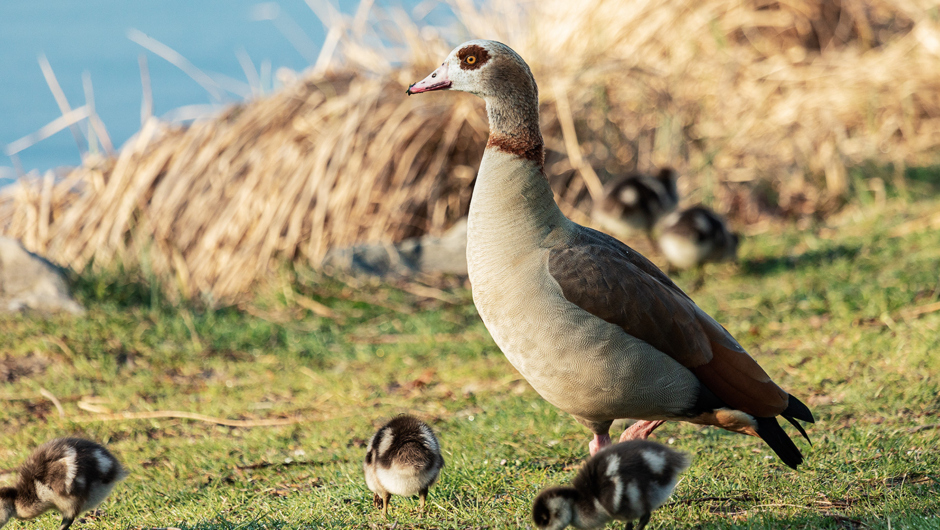 AlterRhein_Nilgänse_Frühling_LukasHämmerle (3)