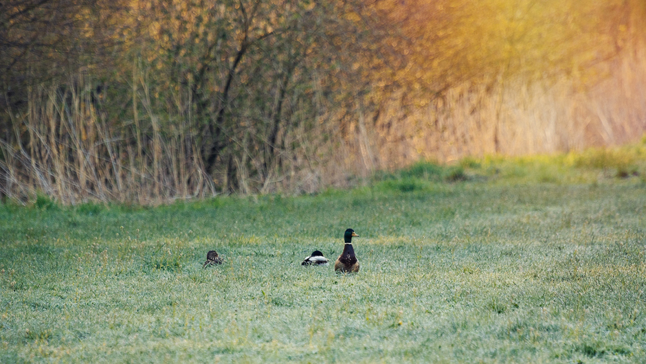 Auer Ried Tiere_©Lukas Hämmerle (12)