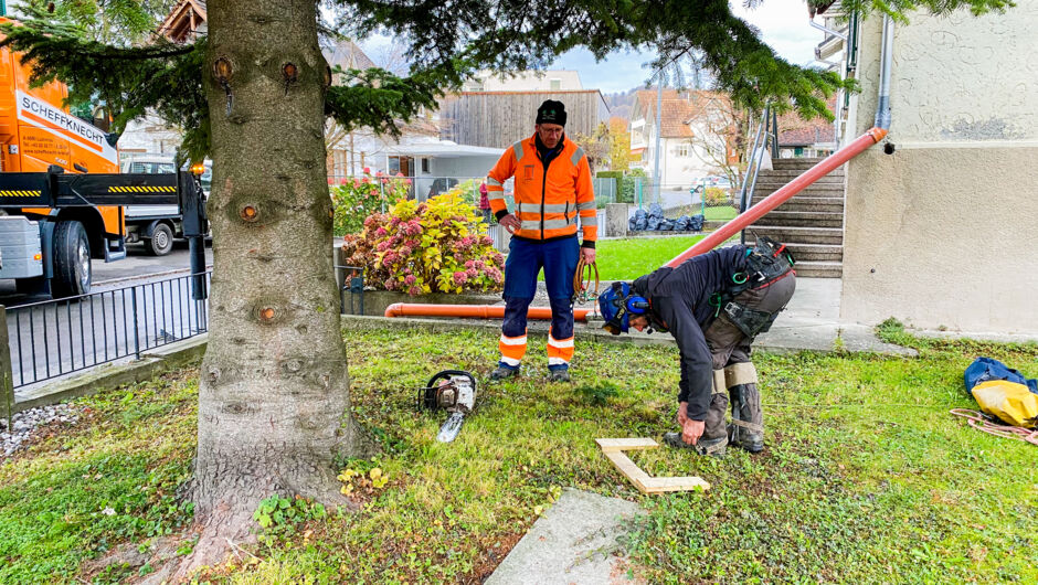Christbaum_Christoph Ölz_Bauhof
