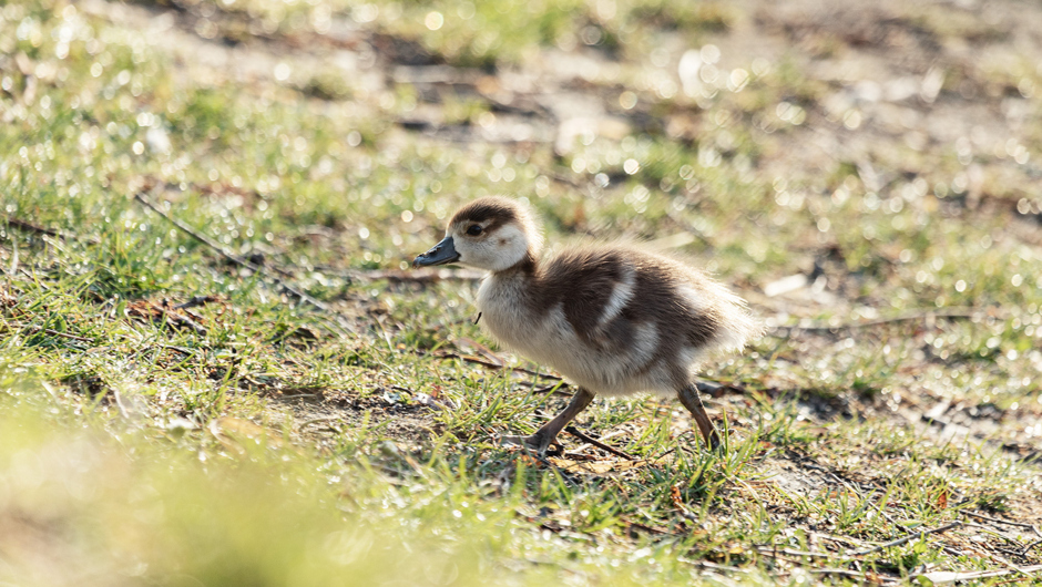 AlterRhein_Nilgänse_Frühling_LukasHämmerle (11)