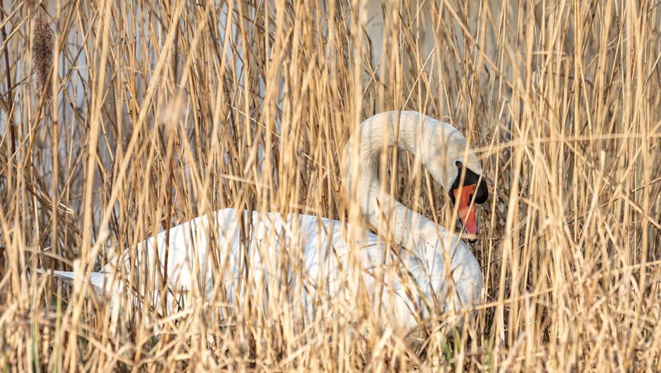 AlterRhein_Schwan_Frühling_LukasHämmerle (1) AlterRhein_Schwan_Frühling_LukasHämmerle (1)